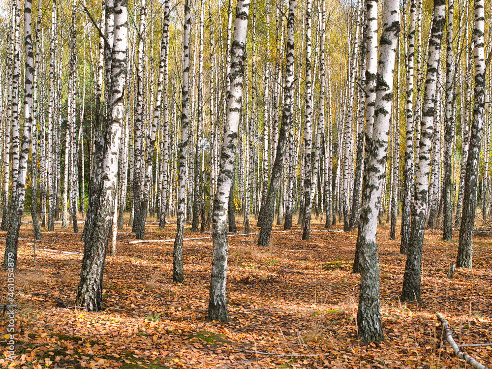 Fototapeta premium slender white trees birch grove in autumn