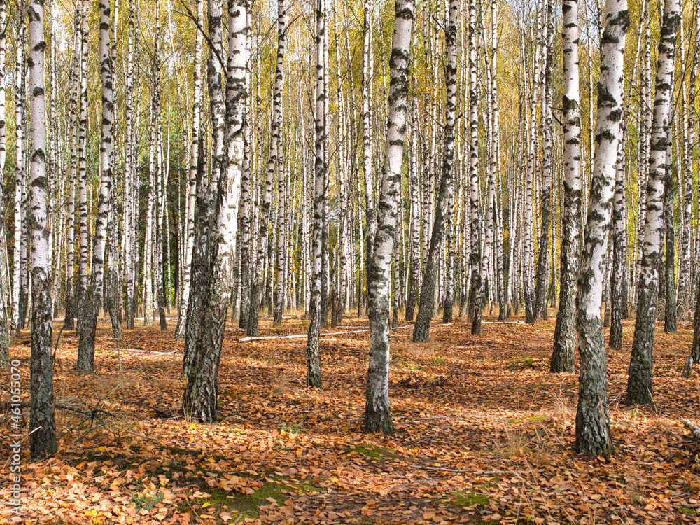 Obraz premium slender white trees birch grove in autumn