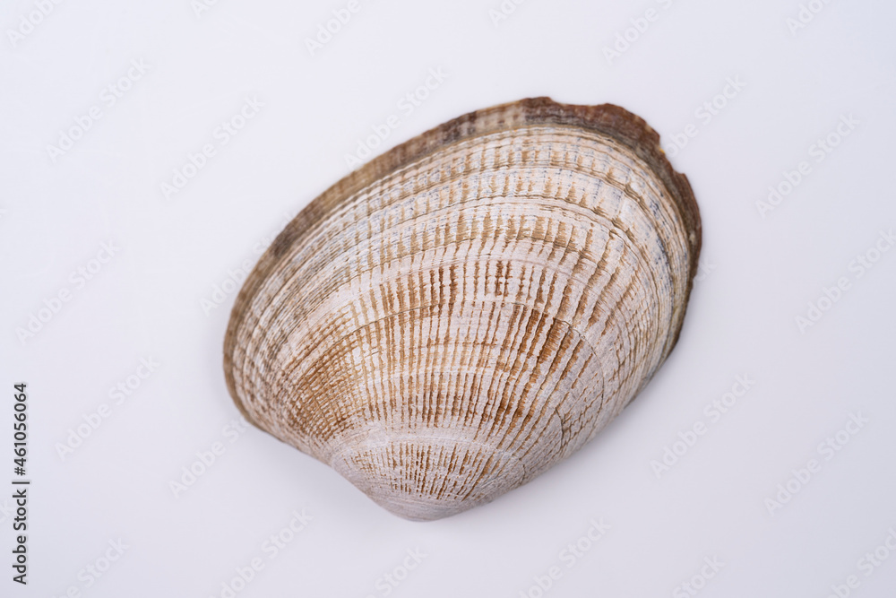 Seashell isolated on white background. Close-up view. Seashell isolated on white background. Close-up view.