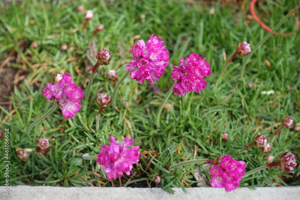 Globes of bright pink flowers of sea thrift in April Globes of bright pink flowers of sea thrift in April