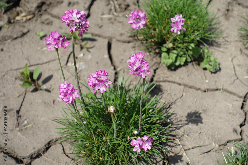 Obraz premium Pink flowers of sea thrift in mid May