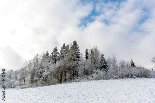 frozen grove in mountains © Pavlo Klymenko
