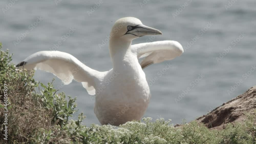 gannets in summer, Helgoland - offspring and problems gannets in summer, Helgoland - offspring and problems
