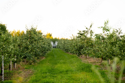 A red tractor sprays pesticides in an Apple orchard. Spraying an apple tree with a tractor