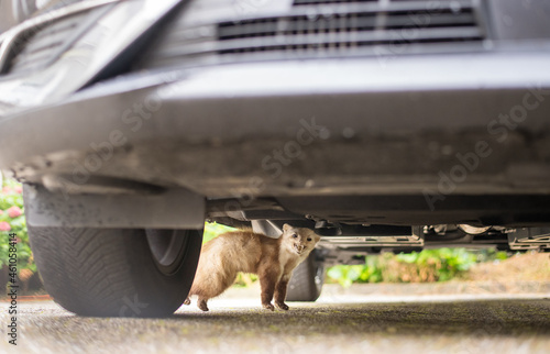 marten underneath a car looking for shelter