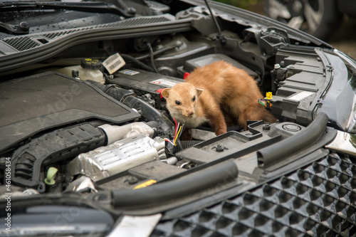 marten inside a engine compartment