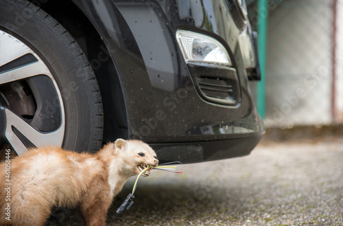 marten with cable in his mouth besides a parked car