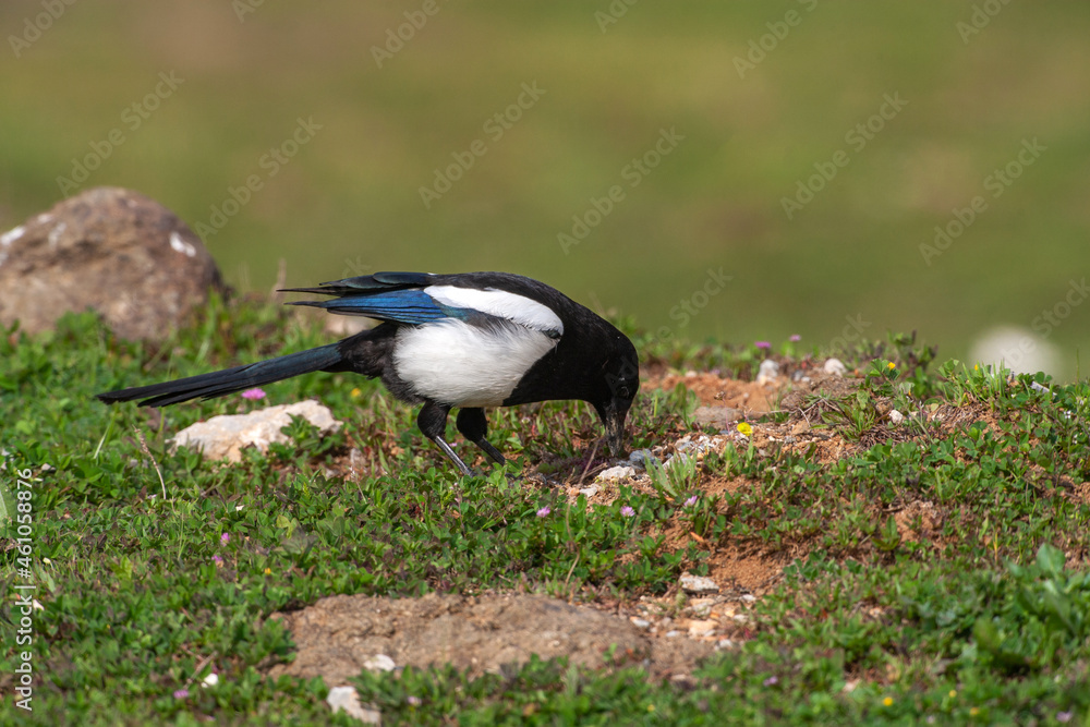 Obraz premium Eurasian Magpie (Pica pica) feeding on grass