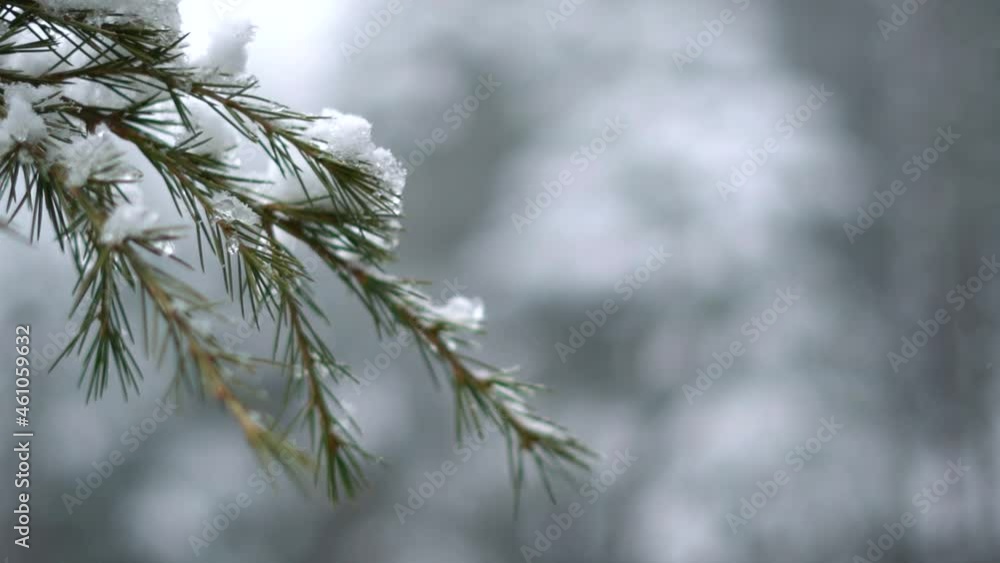 Closeup shot of snow on the branch of the pine tree after snowfall at Manali in Himachal Pradesh, India. Christmas Background of spruce tree branch covered by snow. Christmas Decoration Concept Closeup shot of snow on the branch of the pine tree after snowfall at Manali in Himachal Pradesh, India. Christmas Background of spruce tree branch covered by snow. Christmas Decoration Concept