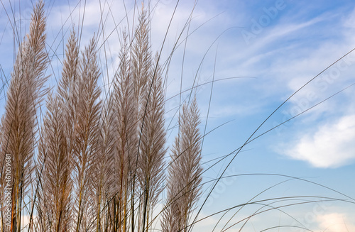 Beautiful brown saccharum spontaneum or catkin flowers under the blue sky