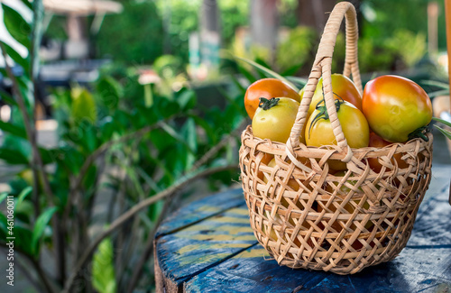 A rattan basket filled with fresh and partially ripe Philippine tomatoes on display on a table at an outdoor garden. photo