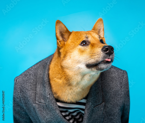 Teasing cheating silly face dog shiba inu portrait in formal business blazer office suit. business negotiations. stares attentively scared surprised in amazement. Blue background. Animal fun theme. 