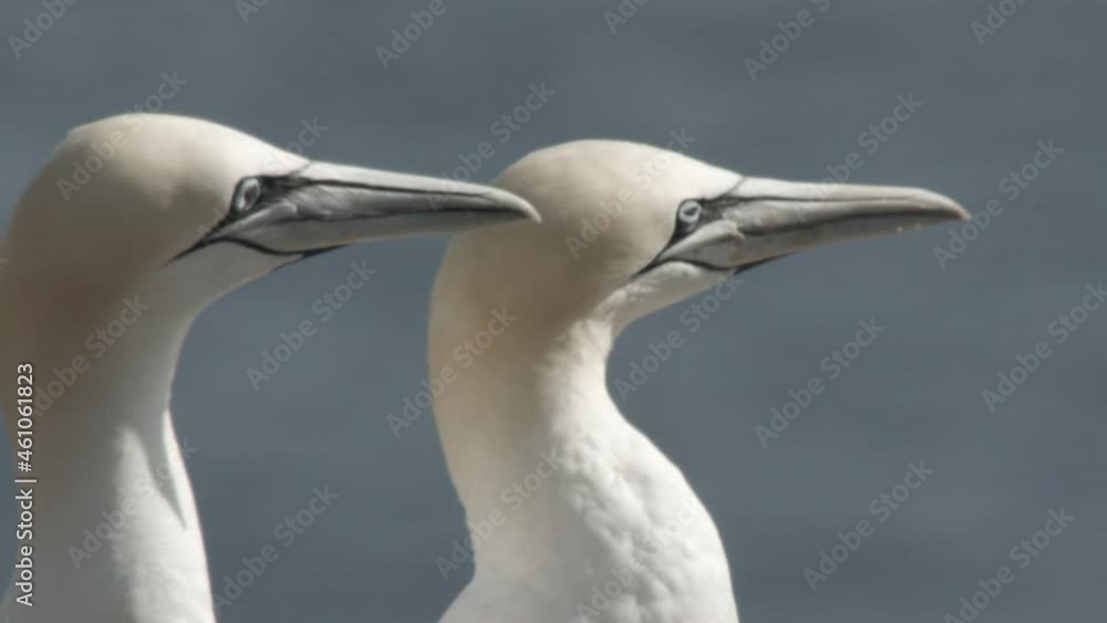 gannets in summer, Helgoland - offspring and problems gannets in summer, Helgoland - offspring and problems