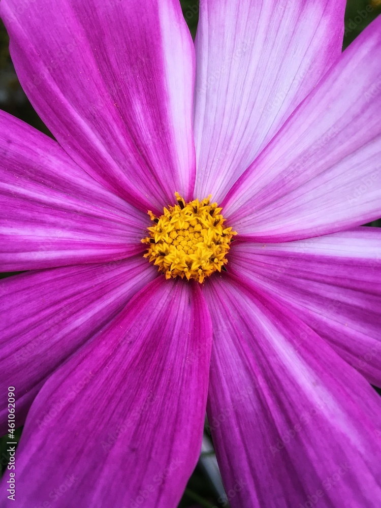 Garden cosmea flower close-up. Background for tablet and smartphone screen Garden cosmea flower close-up. Background for tablet and smartphone screen