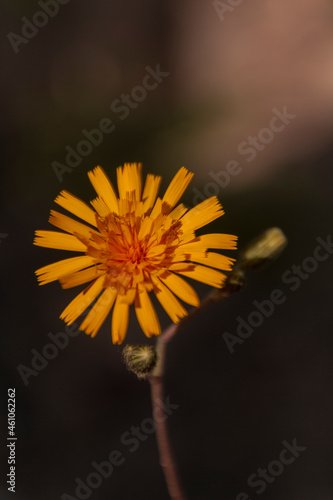 yellow flower on black background