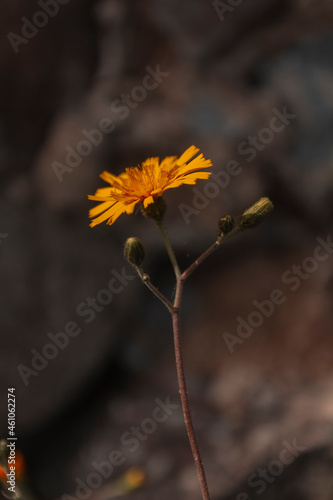 yellow flower of a dandelion