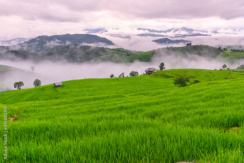 Scenery of the terraced rice fields with morning mist at Ban Pa Pong Piang in Chiang Mai, Thailand Scenery of the terraced rice fields with morning mist at Ban Pa Pong Piang in Chiang Mai, Thailand