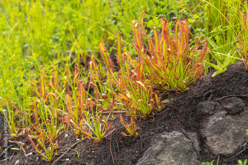 Large Colony of Drosera capensis, a carnivorous plant, seen near Barrydale in the Western Cape of South Africa photo