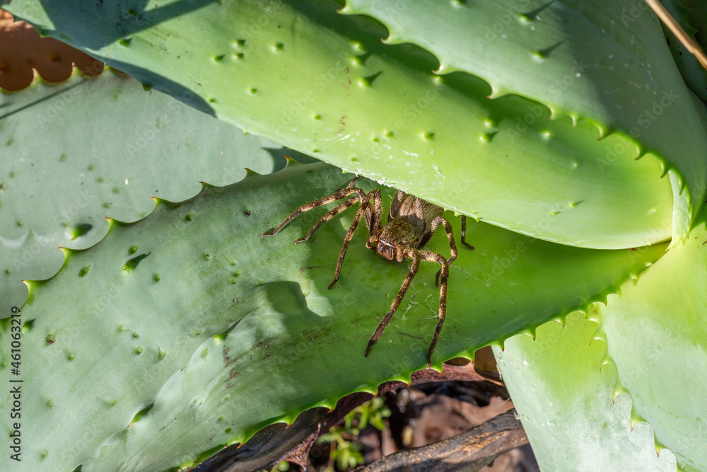The Huntsman Spider Palystes superciliosus (the common rain spider) seen in the Western Cape of South Africa The Huntsman Spider Palystes superciliosus (the common rain spider) seen in the Western Cape of South Africa