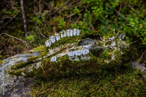 lower jaw of a moose in moss photo