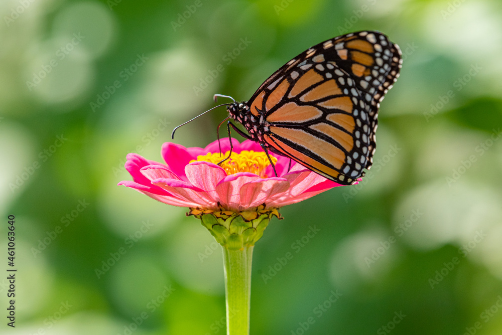 Naklejka premium Orange monarch butterfly perched on pink zinnia flower in garden