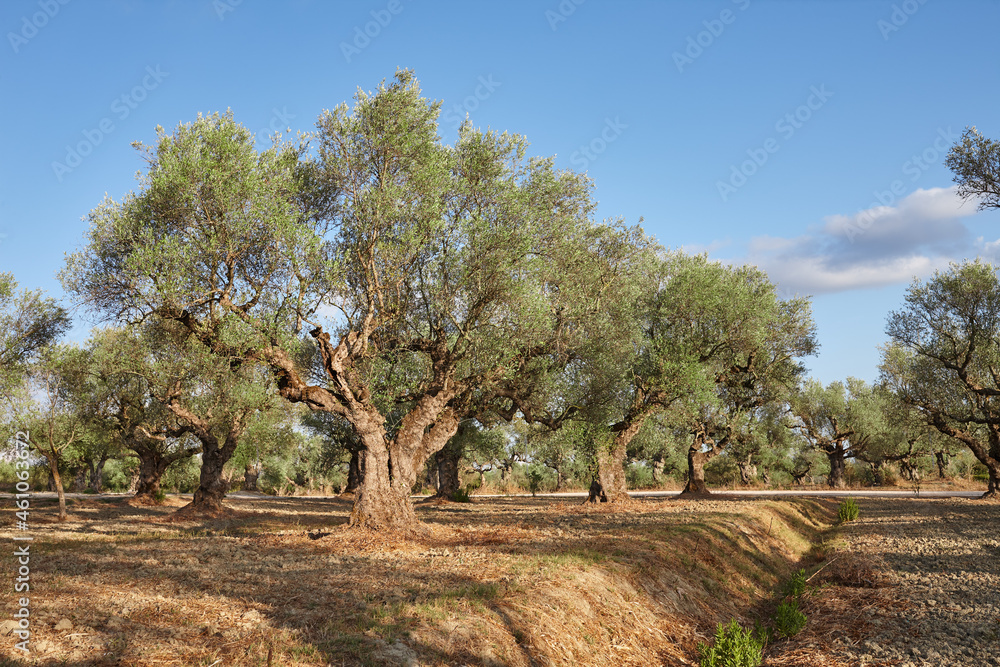 Olive grove on Zakynthos island in Greece Olive grove on Zakynthos island in Greece