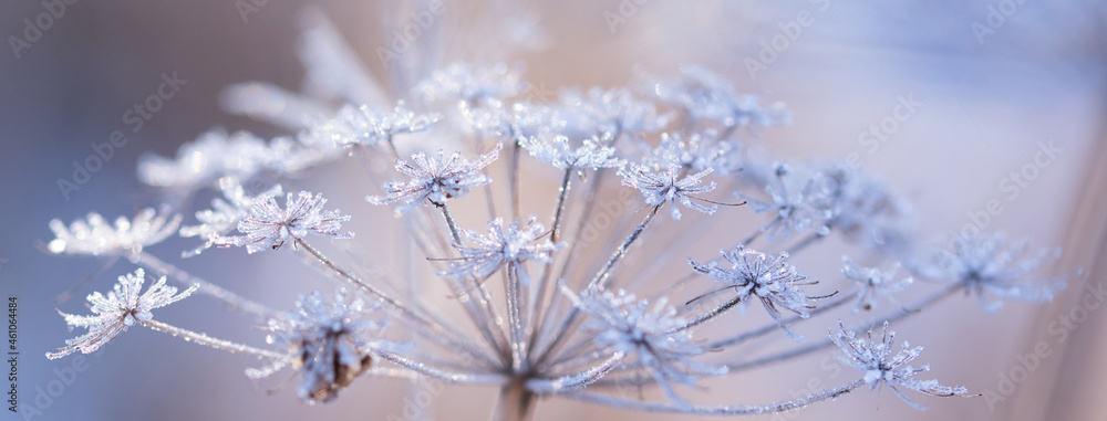 Abstract blurred bokeh soft web banner background with Wild angelica plant dry compound umbels of flowers covered with white and shiny frost crystals, winter magic concept - obrazy, fototapety, plakaty 