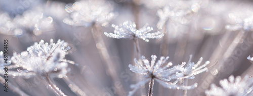 Abstract blurred bokeh soft web banner background with Wild angelica plant dry compound umbels of flowers covered with white and shiny frost crystals, winter magic concept