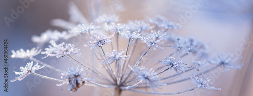Abstract blurred bokeh soft web banner background with Wild angelica plant dry compound umbels of flowers covered with white and shiny frost crystals, winter magic concept photo