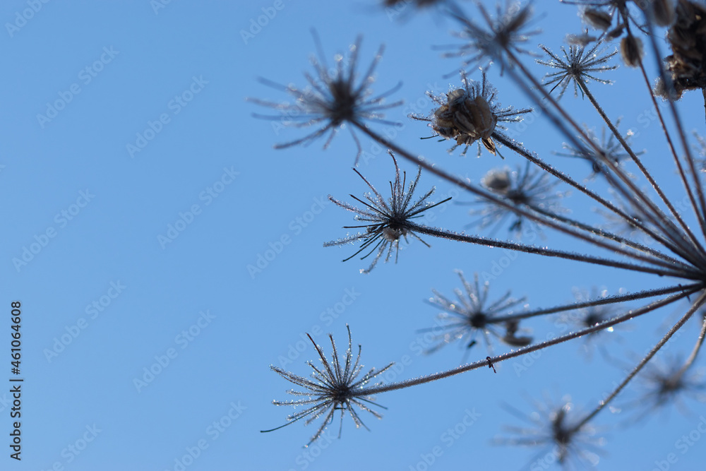 Abstract blurred soft bokeh background with Wild angelica plant dry compound umbels of flowers covered with white and shiny frost crystals, winter magic concept