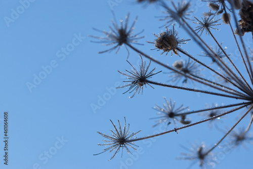 Abstract blurred soft bokeh background with Wild angelica plant dry compound umbels of flowers covered with white and shiny frost crystals, winter magic concept