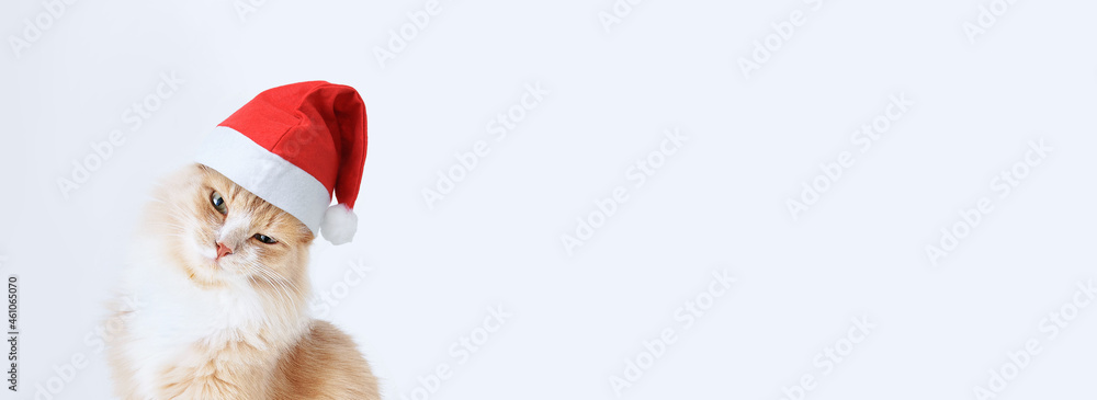 Portrait of a ginger cat sits in a red Santa hat. I look at camera. White background. Banner for the website. Portrait of a ginger cat sits in a red Santa hat. I look at camera. White background. Banner for the website.