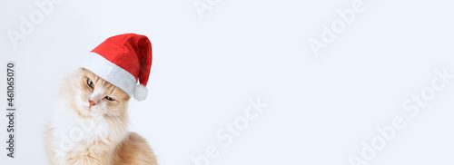 Portrait of a ginger cat sits in a red Santa hat. I look at camera. White background. Banner for the website.