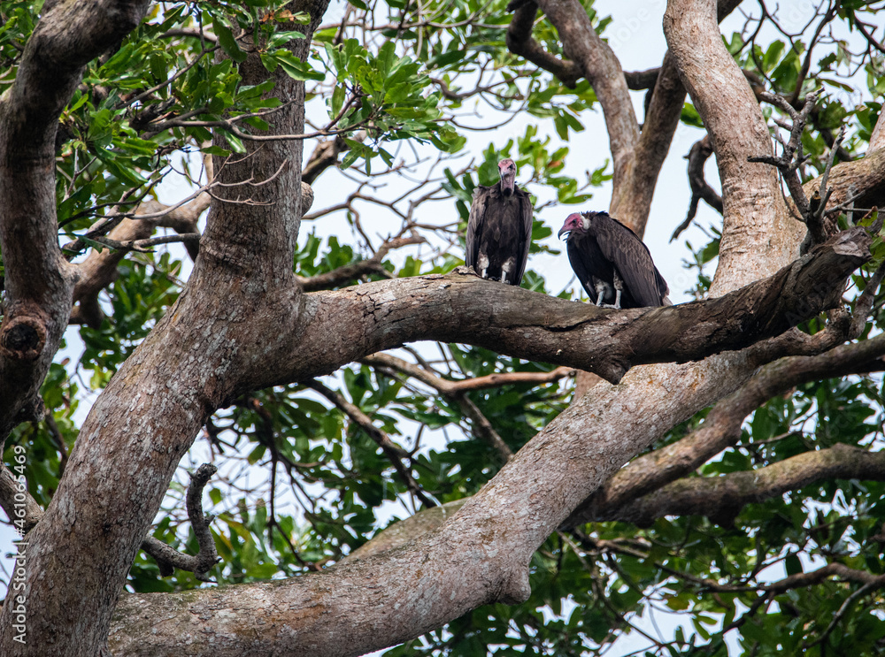 Two hooded vultures perched on an Eky tree Two hooded vultures perched on an Eky tree