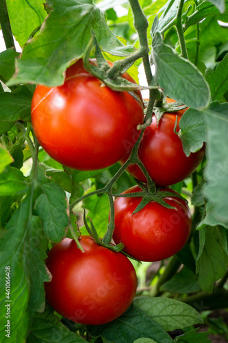 Fresh red tomatoes on a branch