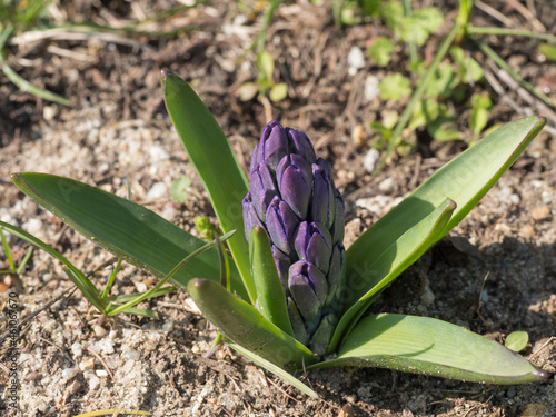 Close up  macro of blue Hyacinth  Hyacinthus orientalis bud in flower bed. Beautiful spring flower blossom with lush green leaves  top view