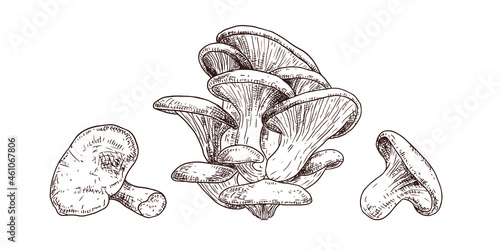 Hand drawn oyster mushrooms. Isolated sketch on white background. Vector illustration. photo