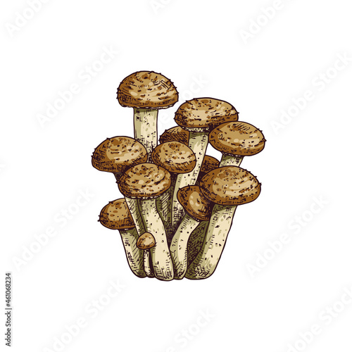 Hand drawn honey fungus. Isolated sketch on white background. Vector illustration.