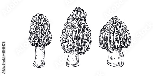 Hand drawn morel mushroom. Isolated sketch on white background. Vector illustration. photo