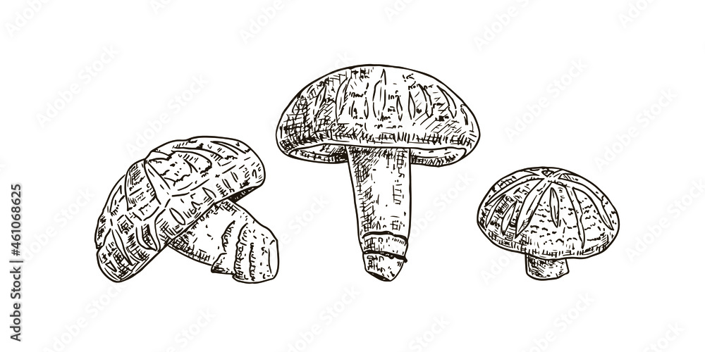 Hand drawn shiitake mushroom. Isolated sketch on white background. Vector illustration. Hand drawn shiitake mushroom. Isolated sketch on white background. Vector illustration.