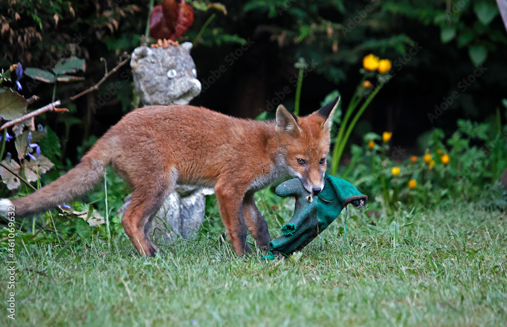 Naklejka premium Fox cub playing with a discarded gardening glove