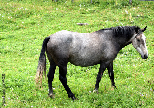 Podobny obraz