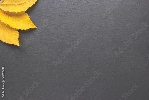 Yellow fall leaves in corner on black background. Autumn frame layout. Banner or message board template. Copy space, fall concept