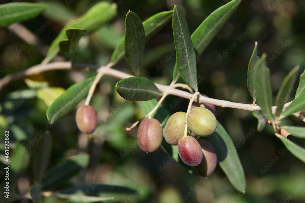 Ripe olives on a tree close up, olive groves Ripe olives on a tree close up, olive groves