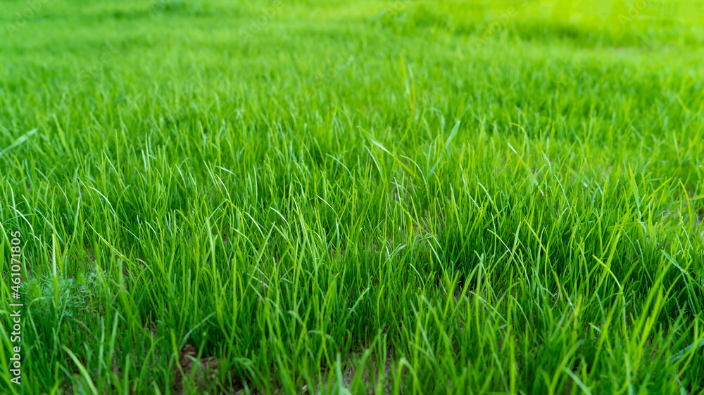 Natural grass field background. Lush green grass meadow background. Green grass texture. Shallow DOF