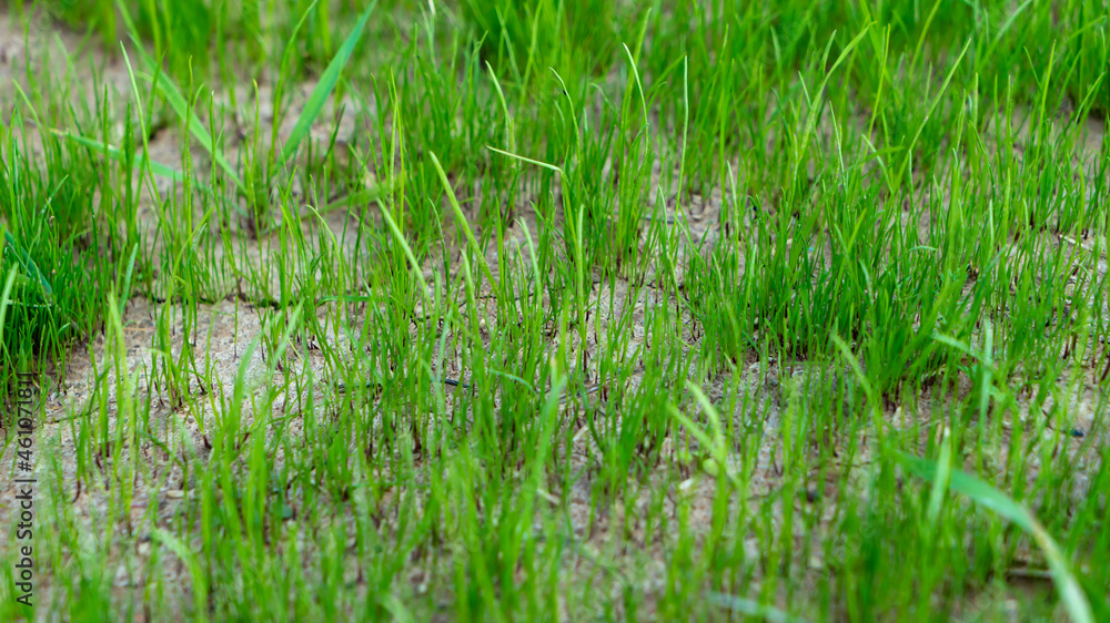 Natural grass field background. Lush green grass meadow background. Green grass texture. Shallow DOF Natural grass field background. Lush green grass meadow background. Green grass texture. Shallow DOF