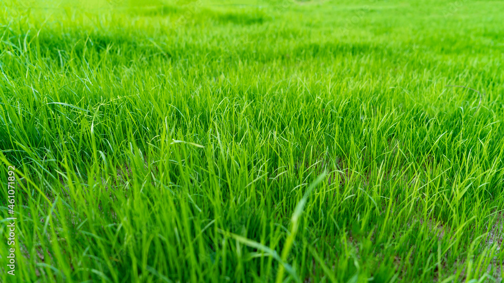 Natural grass field background. Lush green grass meadow background. Green grass texture. Shallow DOF. Long stems Natural grass field background. Lush green grass meadow background. Green grass texture. Shallow DOF. Long stems