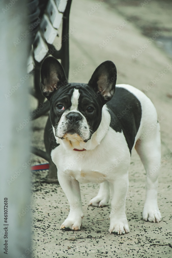 black and white french bulldog looking at camera