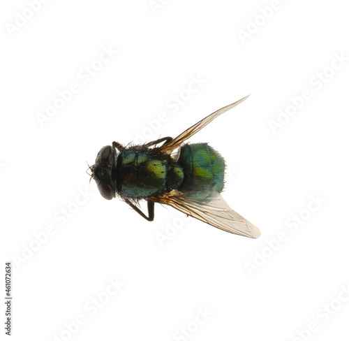 Common green bottle fly isolated on white, top view