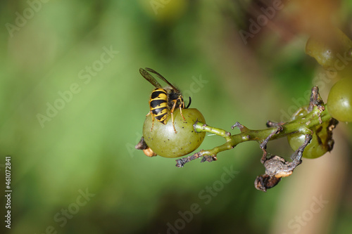 Close up common wasp (Vespula vulgaris) eating a grape. Family Vespidae. Dutch garden, autumn, October, Netherlands 